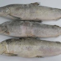 Foto des Muksuns
