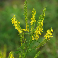 Photo de mélilot 5