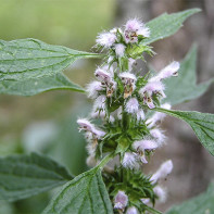 Photo d'agripaume 2