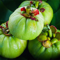 Photo du fruit du garcinia