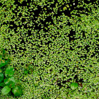Photo de l'herbe de lentille d'eau 4