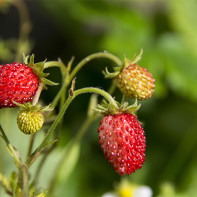 Photo de fraises des bois 4