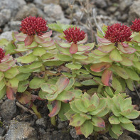 Photo de la Rhodiola 3