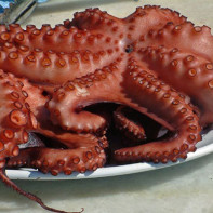 Krakenfoto 2