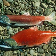 Foto des Sockeye-Lachses 5