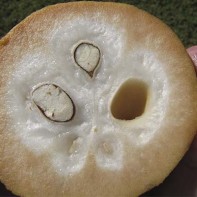 Photo du fruit santol 3