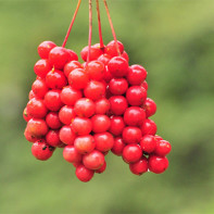 Foto von Schisandra 3