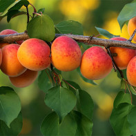 Photo d'abricots