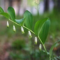 Foto des Salomonssiegels 5