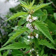 Photo de la plante lycope 2