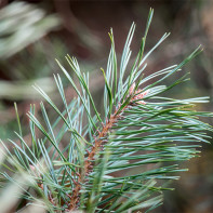 Photo d'aiguilles de pin 4