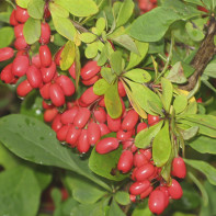 Photo de l'épine-vinette 5
