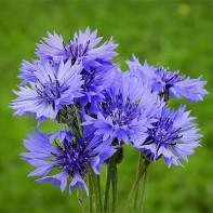 Foto der Kornblume 5