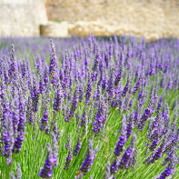 Foto von Lavendel 2