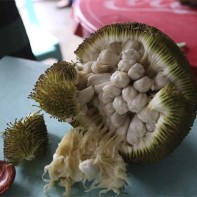 Photo du fruit marang
