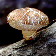 Foto von Shiitake-Pilzen 4