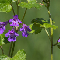 Foto des Gundermanns 4