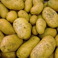 Kartoffelfoto 6