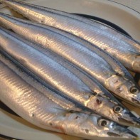 Foto von Saury 4
