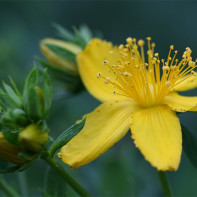 Photo de millepertuis