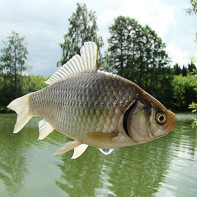 Foto der Karausche 4