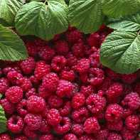 Foto von Himbeeren