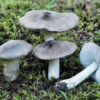 Photos de tricholomes 2