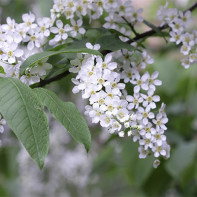 Photo de cerisier à grappes 5