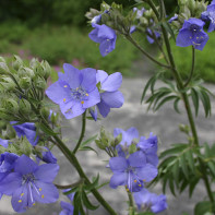 Foto der Blauen Himmelsleiter 5