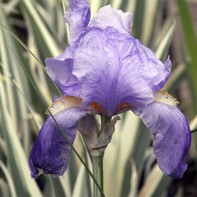 Photo de l'iris 3