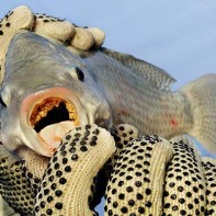 Photo de tilapia 2