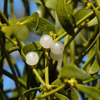Photo du gui blanc 5