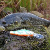 Photo du poisson rotan 2