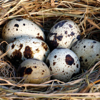 Photo d'œufs de caille 3