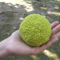 Foto der Osage-Orange 2