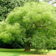 Photo de Sophora du Japon