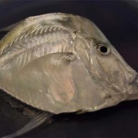 Foto des Vomer 5