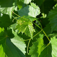 Foto von Weinblättern 2