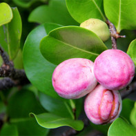 Photo du fruit icaco