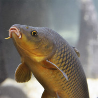 Photo de la carpe 3