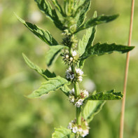 Photo de la plante lycope