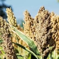 Sorghum-Foto