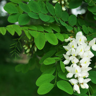 Photo de l'acacia blanc