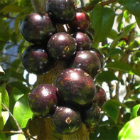 Photo de jabuticaba 4