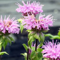 Photo de la monarde 4