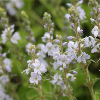 Photo de la Véronique officinale 4