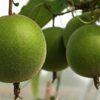 Photo du fruit arhat 3