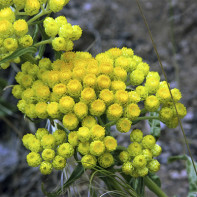 Photo d'immortelle 4