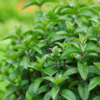 Photo de menthe 6