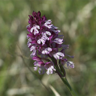 Photo d'orchis 2